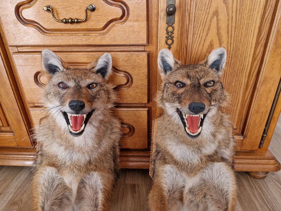 Препариран чакал