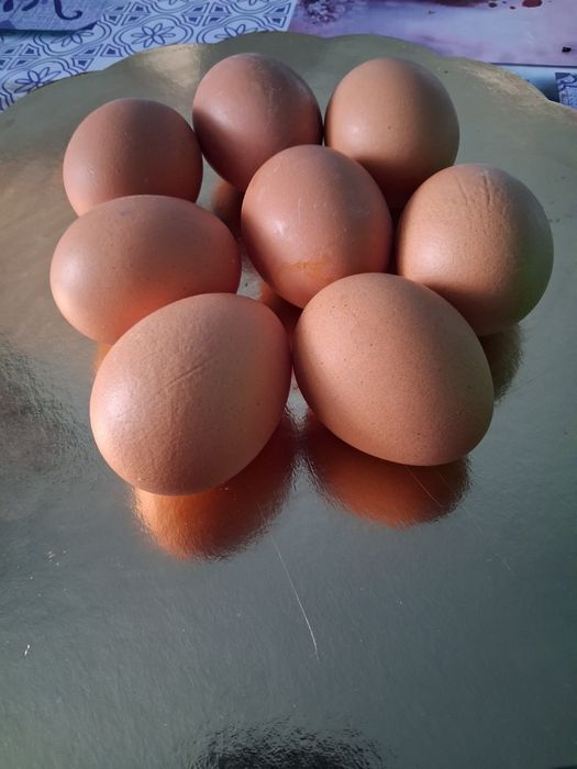 Ouă proaspete de casă