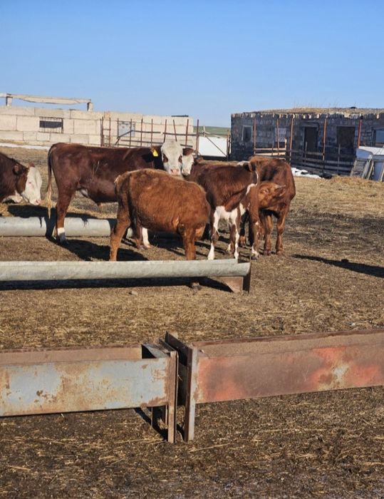 В продаже бычки в количестве 13