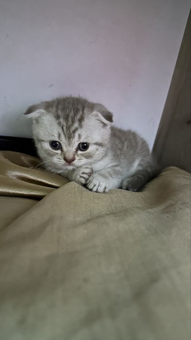 Котята шотландцы 30 марта др