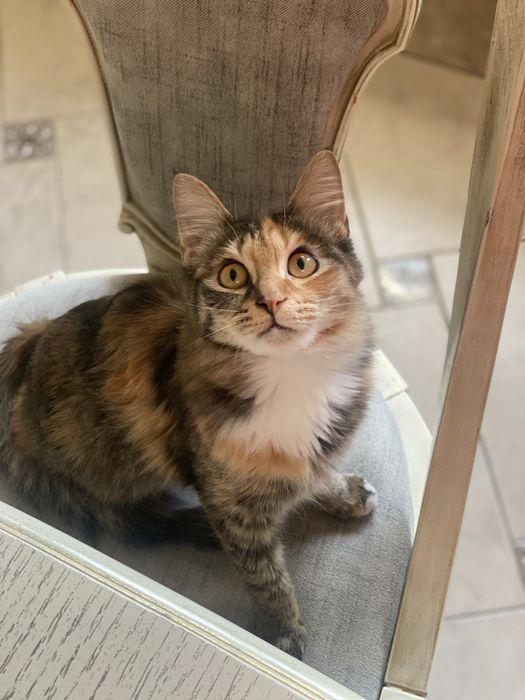 домашние коты 7 месяцев, игривые и добрые.