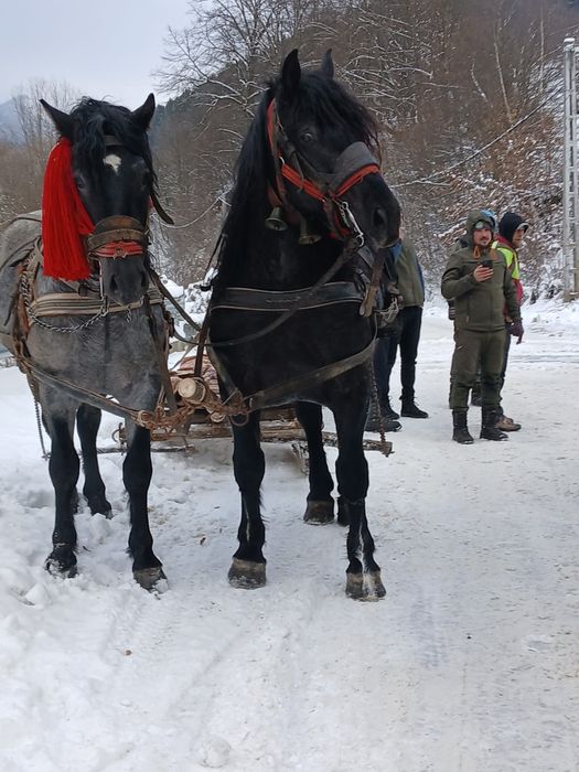 Armăsar învățat de 4 ani