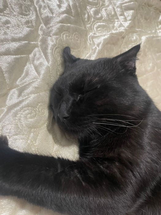 Розыск! Пропал кот