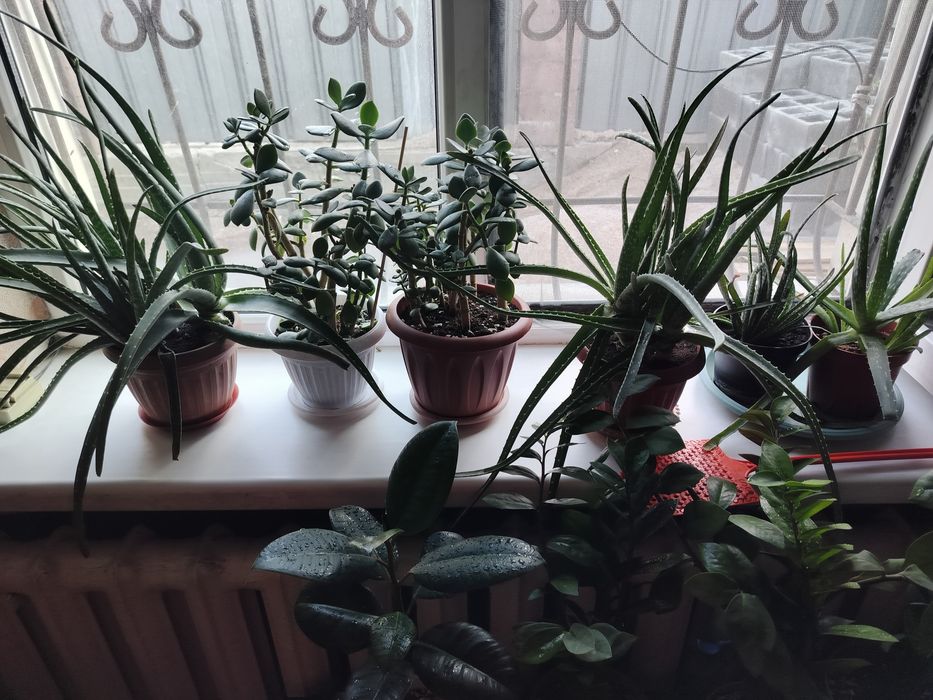 Продам цветы разные