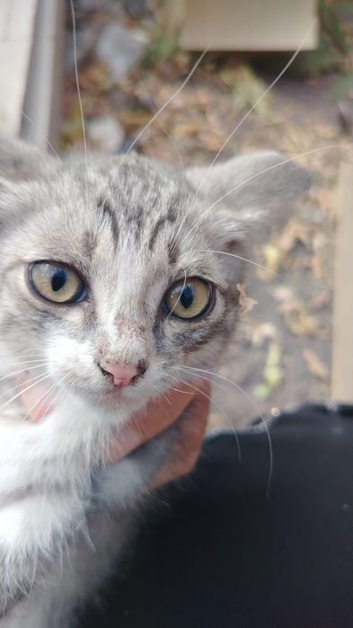 Дарю котят: 3 мальчика и 1 девочка