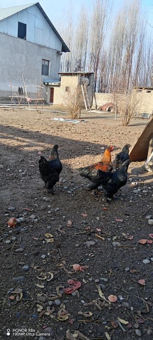 Chorniy brama tovuqlar sotiladi