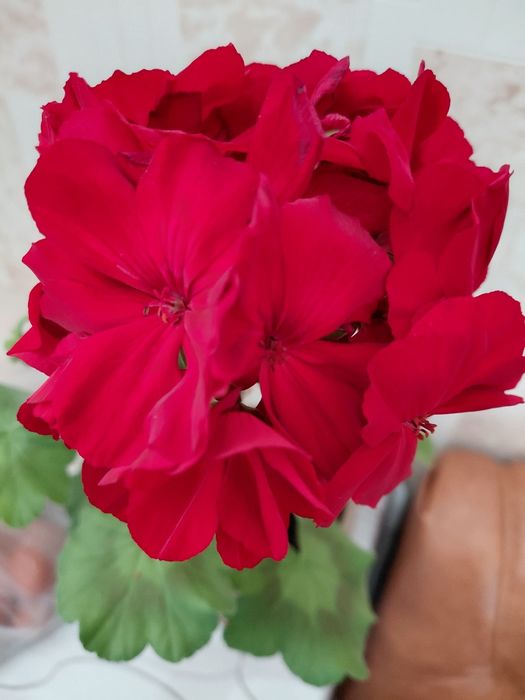 Продам недорого герань, цена 2000т