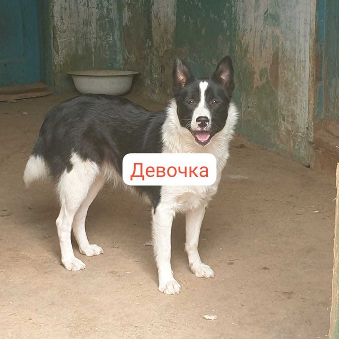 Отдам в добрые руки собак