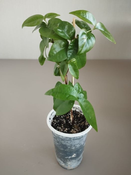 Комнатная вишня Евгения