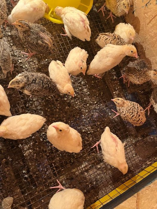 Әлемдегі ең жақсы порно жұлдыздардың порно бейнелерін қараңыз