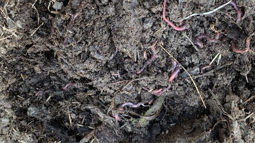 Биогумус соф тоза 1500