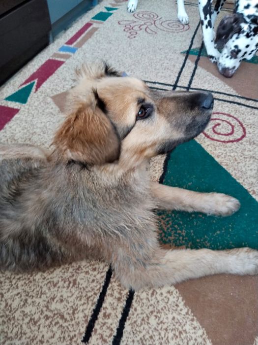 Ищем дом для щенка