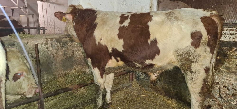 Taur cu certificat de origine