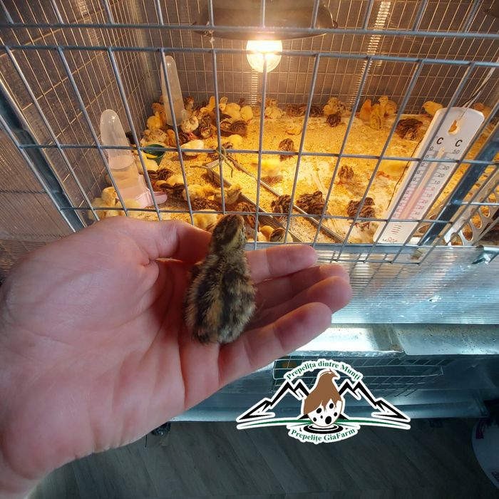 Prepelite oua incubat