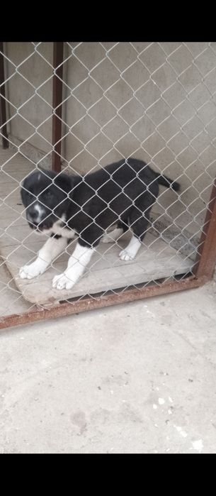 Алабай сао щенок