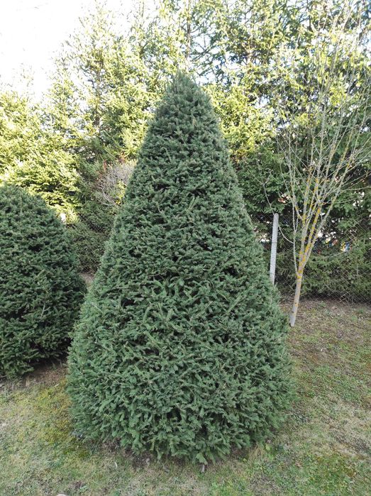 Смърч топиран -250см