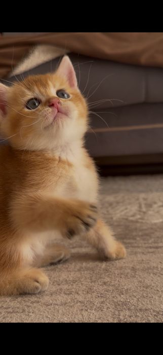 Красивые чистокровные котята золотая шиншилла для дома и уюта преми
