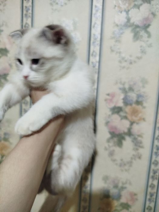 Продается котенок