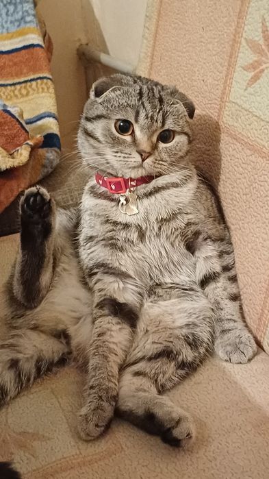 Ищем кота на вязку