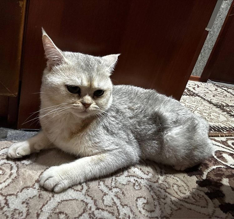British Shorthair