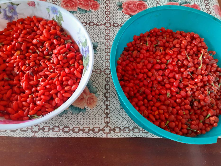 Goji de vânzare, preţ avantajos