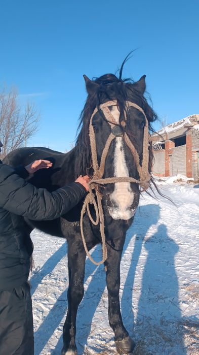 Племеной Жеребец Данчак