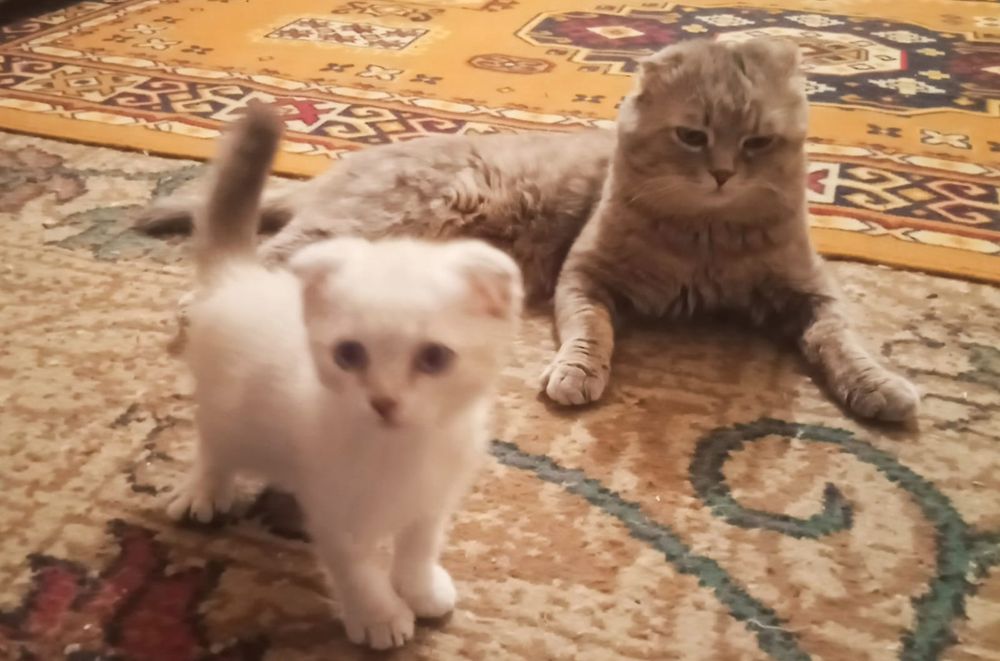 Продам котят британцы