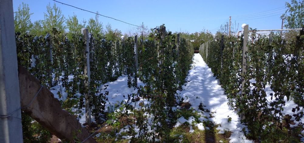 Ежавика кучатларини тикансиз сортидан бор