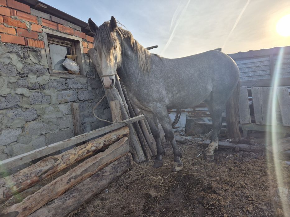 Продам Жеребец орловец