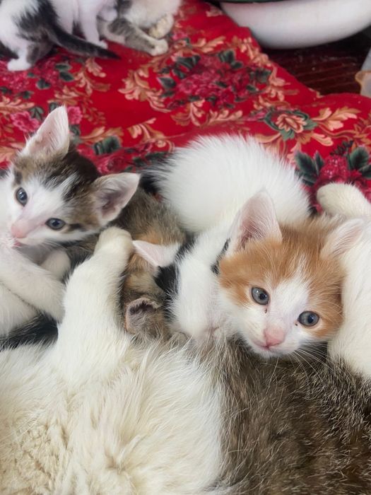 Котята в добрые руки !