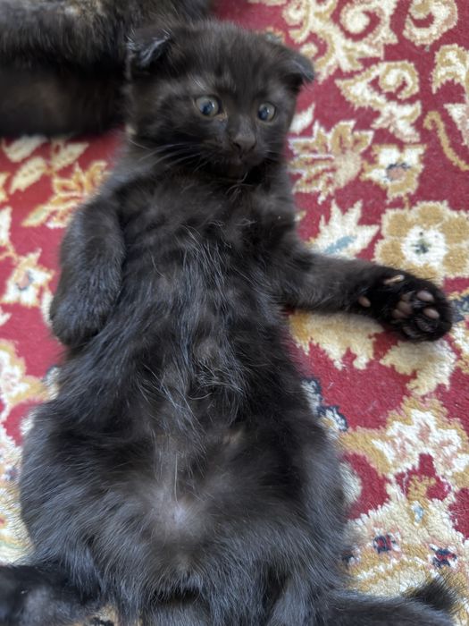 Скоттиш фолд котят
