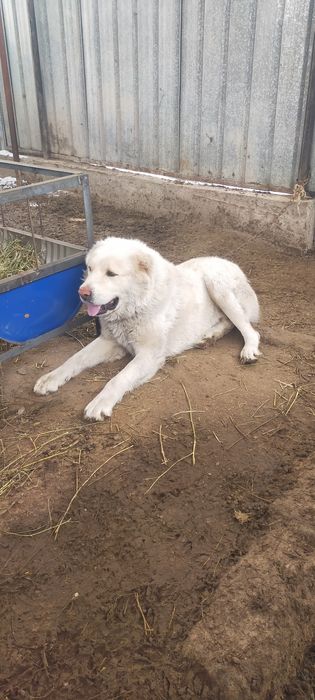 Продам мощного кобеля алабай