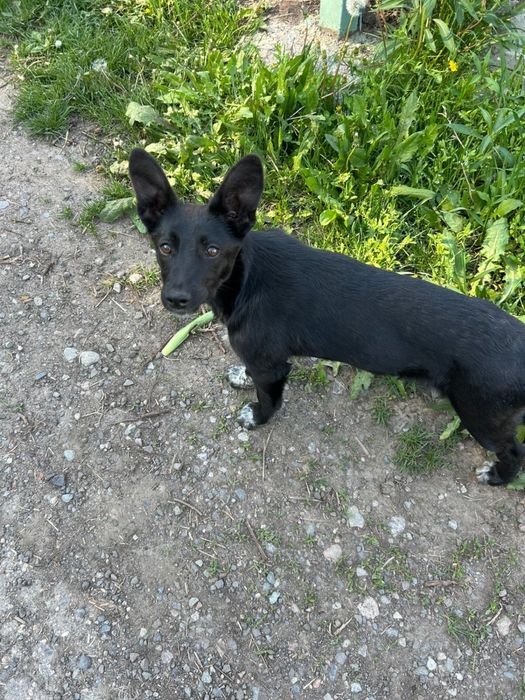 Щенок девочка плмесь