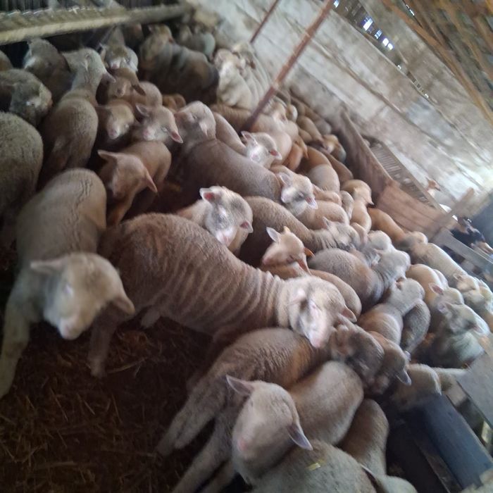 Animale de vanzare/ Miei