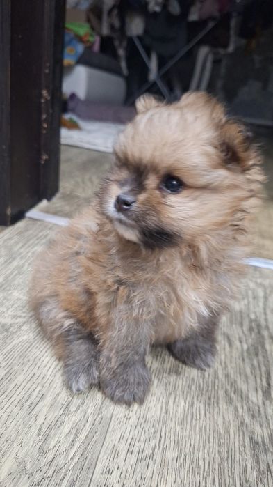 Продаются щенки шпица