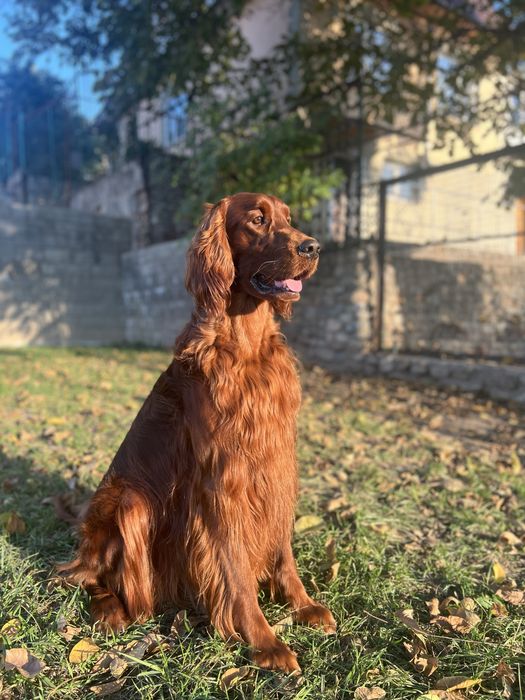 Ирландский сеттер для вязки