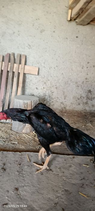 Para sotiladi qoravoylar