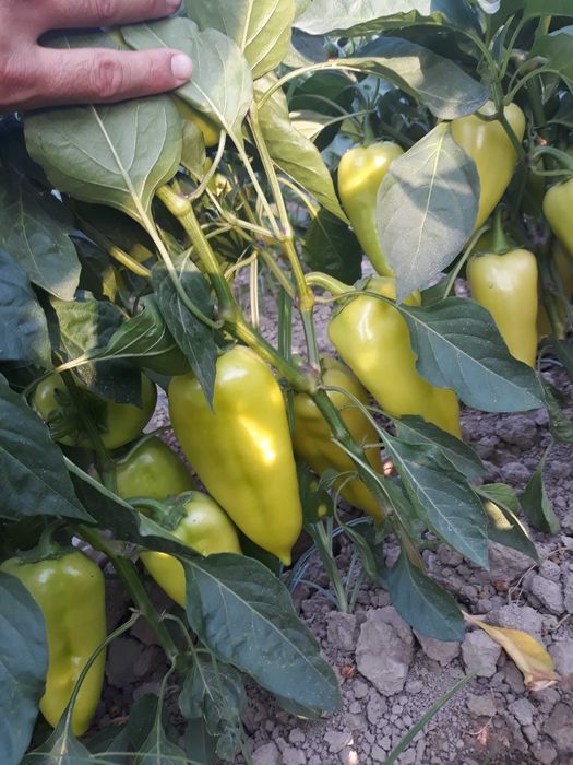 Balgariski uruq super lastichka