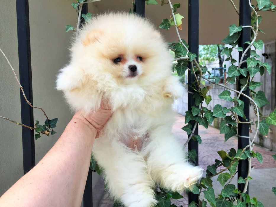 Померан мини Померанчета