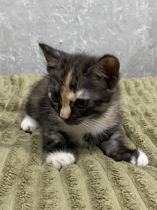 котенок девочка, в добрые руки.