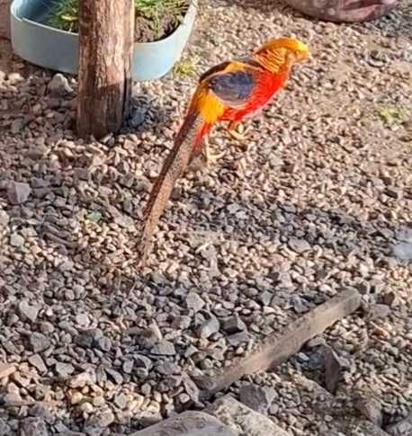 De vanzare fazan auriu pe roșu si auriu pe galben