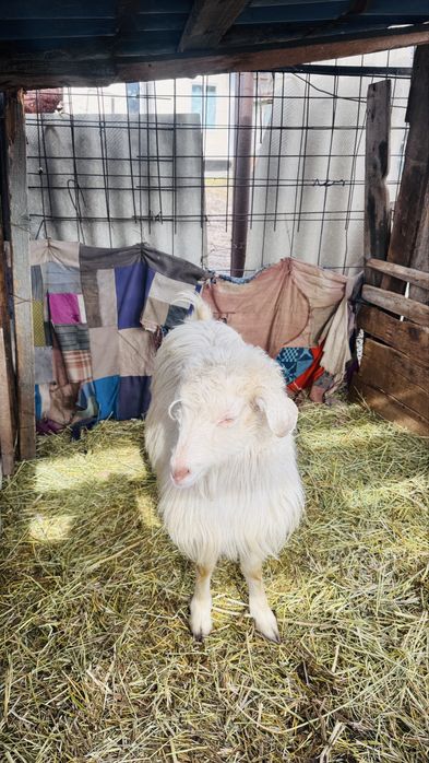 Продам козлов годовалые,молодые