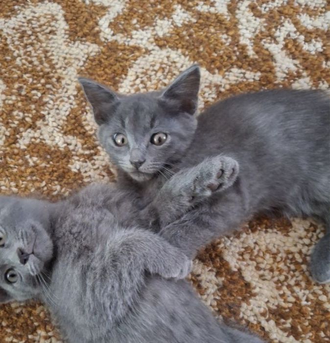 Продаются котята