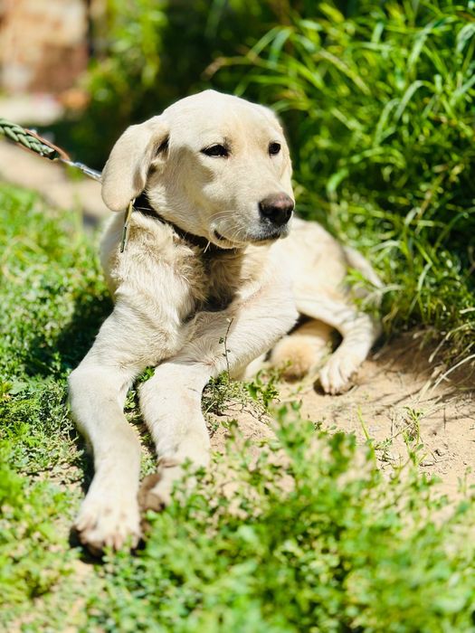 Айрис ищет семью. Очень нежная девочка