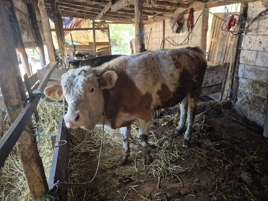 Vand 4 vitele si un tauras