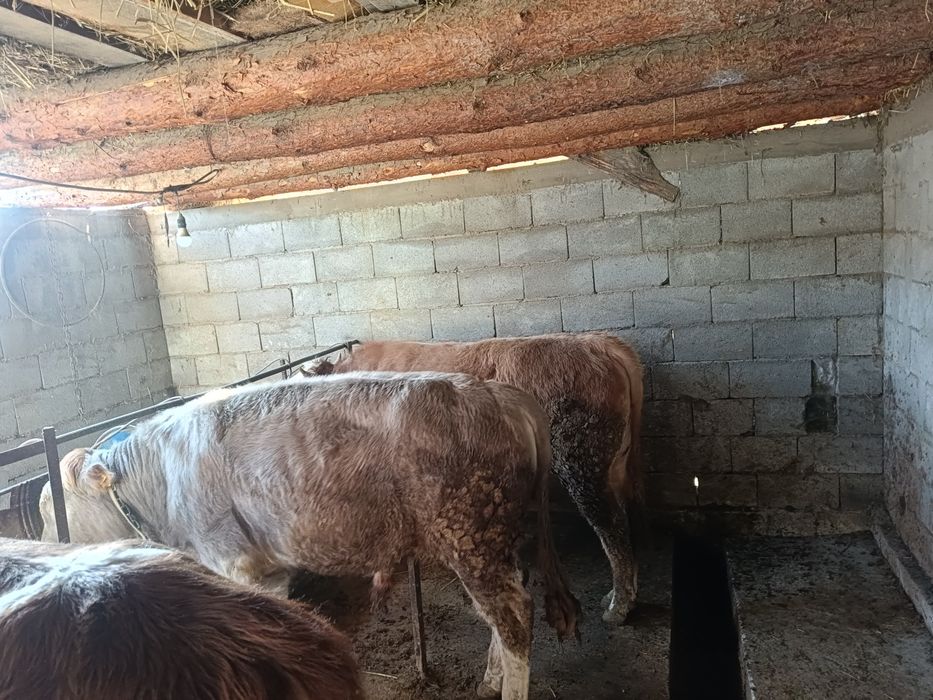 Продам 3 бычка упитанные