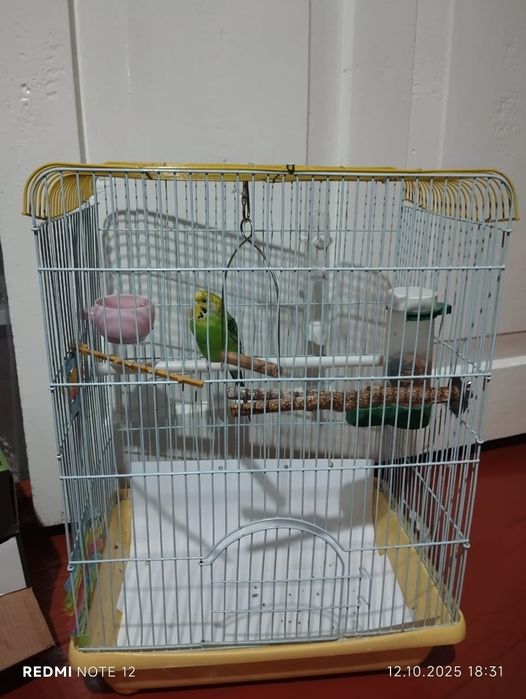 Попугай с клеткой
