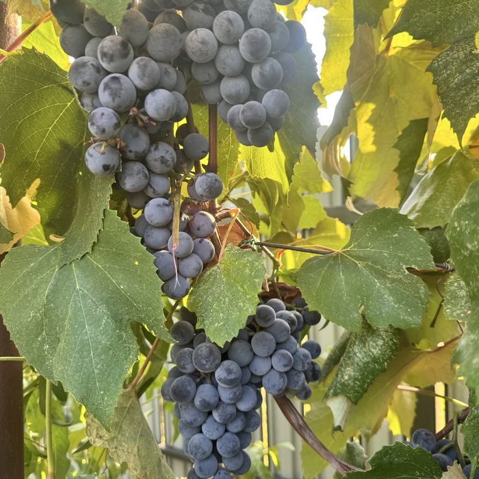 Struguri de vin