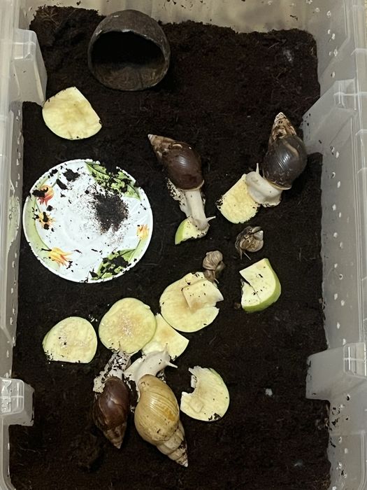 Продам ахатин 4шт