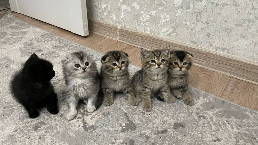 Mushuklar (кошка)